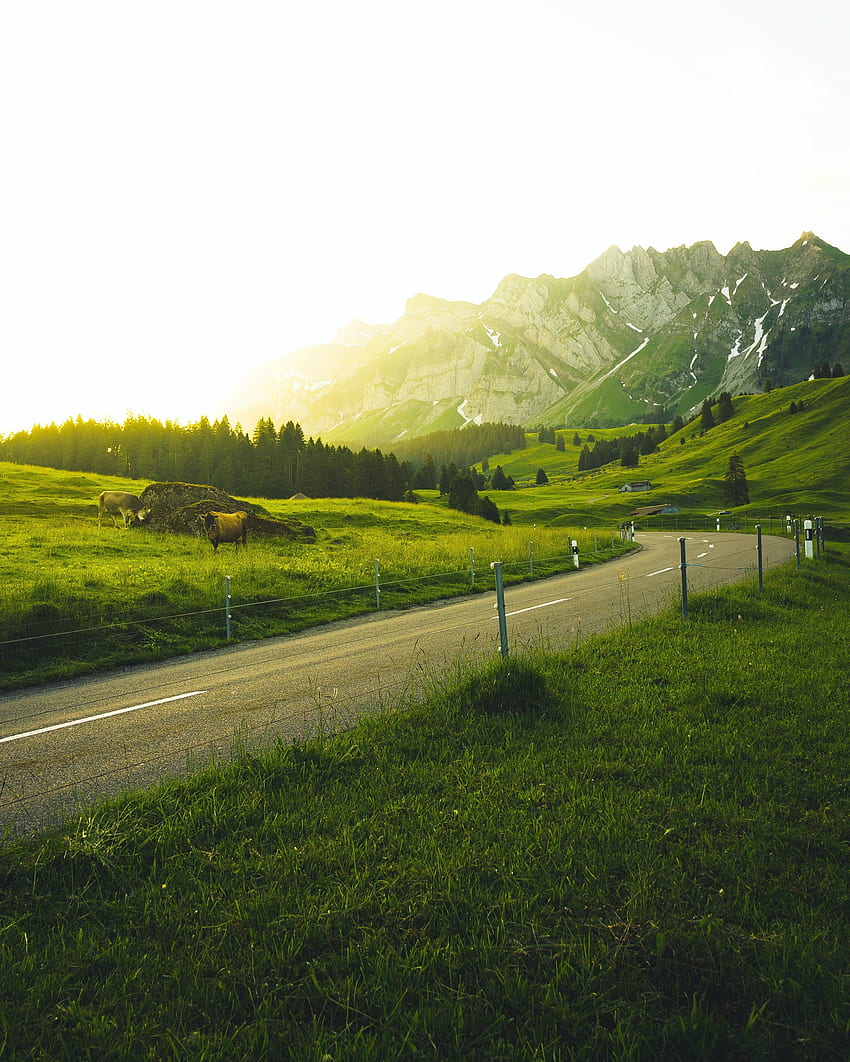 Paysage, Nature, Arbres, Herbe, Montagnes, Route, Suisse, Lumière du soleil Fond d'écran de téléphone HD