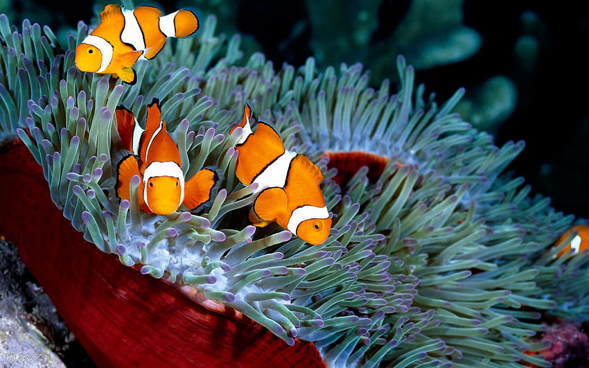 seas fish clownfish anemone . gallery HD wallpaper