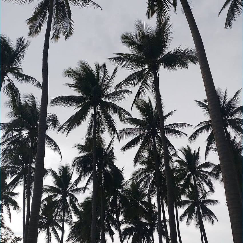 Zweifel, die Sie über die Ästhetik von Schwarz-Weiß-Palmen und Bäumen klären sollten HD-Handy-Hintergrundbild