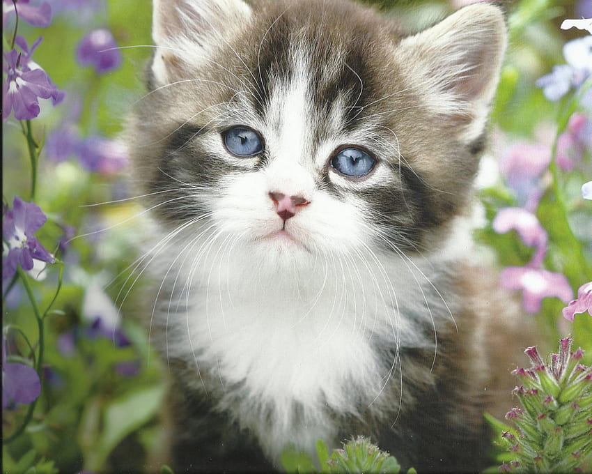 Kitten, cute, flowers, paws HD wallpaper