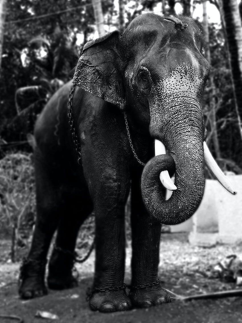Słoń indyjski. & na Unsplash, Kerala Elephant Tapeta na telefon HD