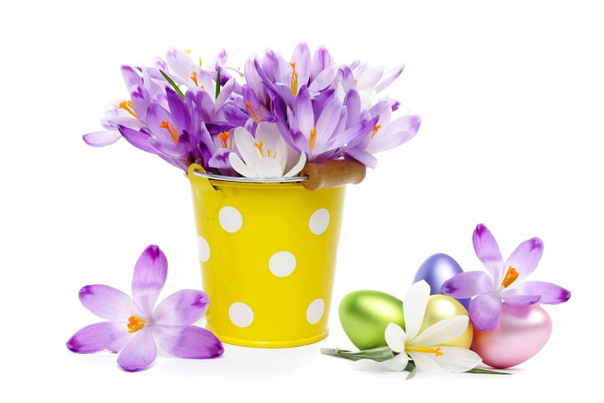 크로커스 꽃, 부케, 크로커스, 부활절, 꽃, 봄, 계란 HD 월페이퍼
