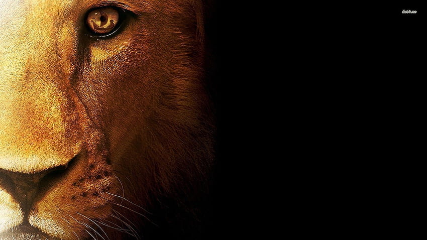De Lion, Lion Motivation Bible Fond d'écran HD