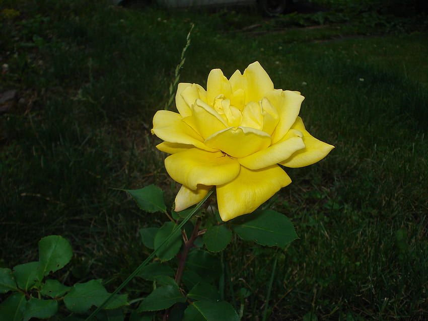 Gelbe Rose HD-Hintergrundbild