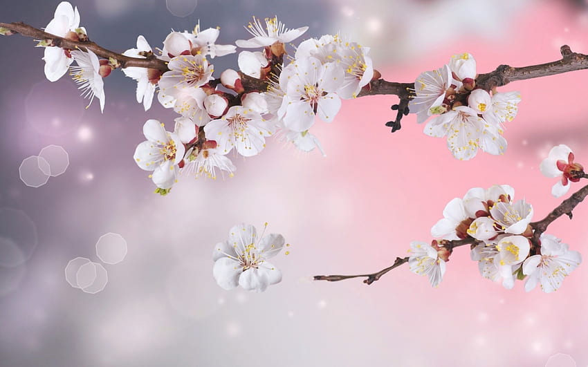 Kwiaty: białe kwiaty wiśni. Цветение, Цветы, Весна, Vintage Cherry Blossom Tapeta HD
