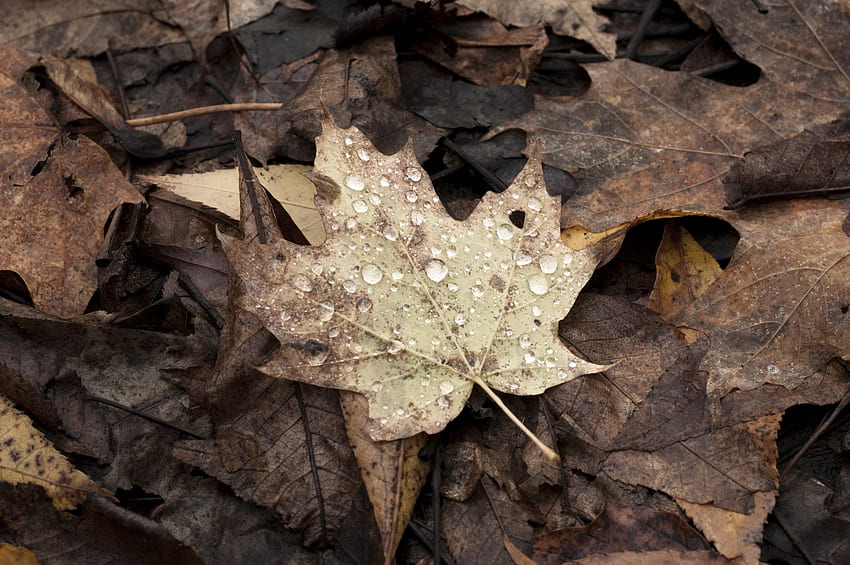 fallen, Blätter, Ahornblätter, Natur, Kanada / und mobiler Hintergrund, Kanada-Ahornblatt HD-Hintergrundbild