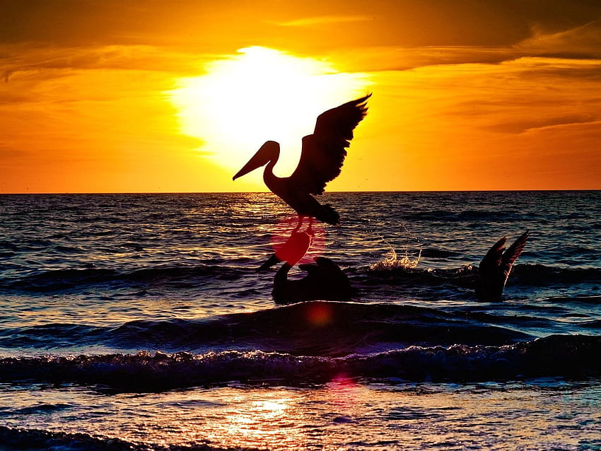 Zwierzęta, zachód słońca, morze, noc, sylwetka, ptak, lot, pelikan Tapeta HD