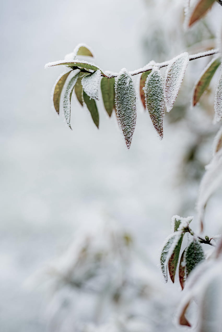 冬, 葉, マクロ, 枝, 霜, 霧氷 HD電話の壁紙