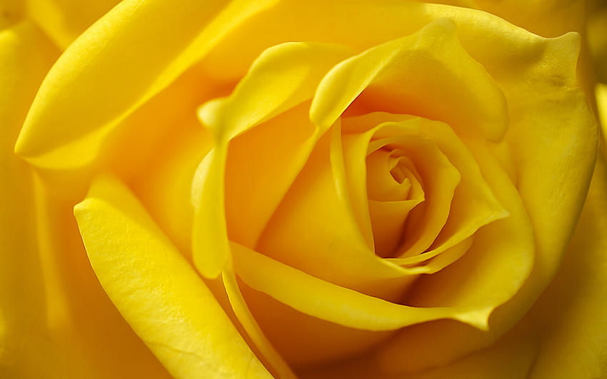 Rose, skin, yellow, flower, texture HD wallpaper