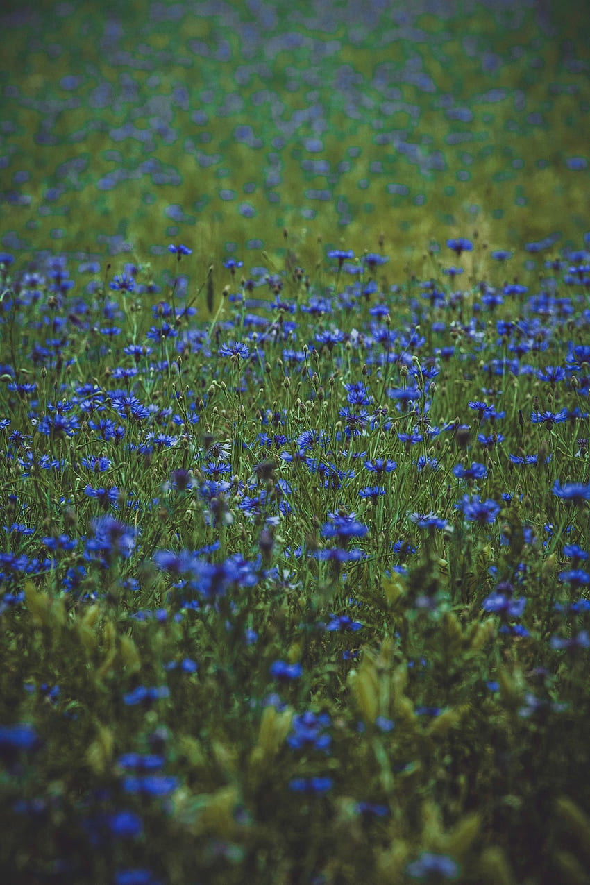 Texas May See Its Biggest Wildflower Bloom in a Decade, texas