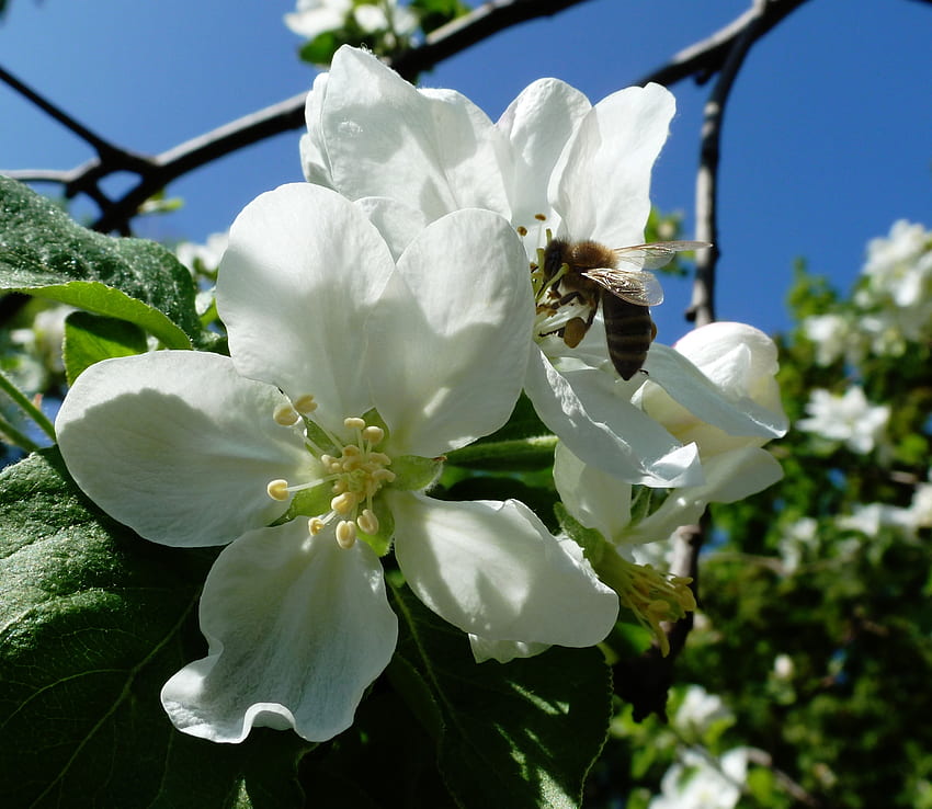 Цветя, макро, пчела, ябълково дърво, Харков, май HD тапет