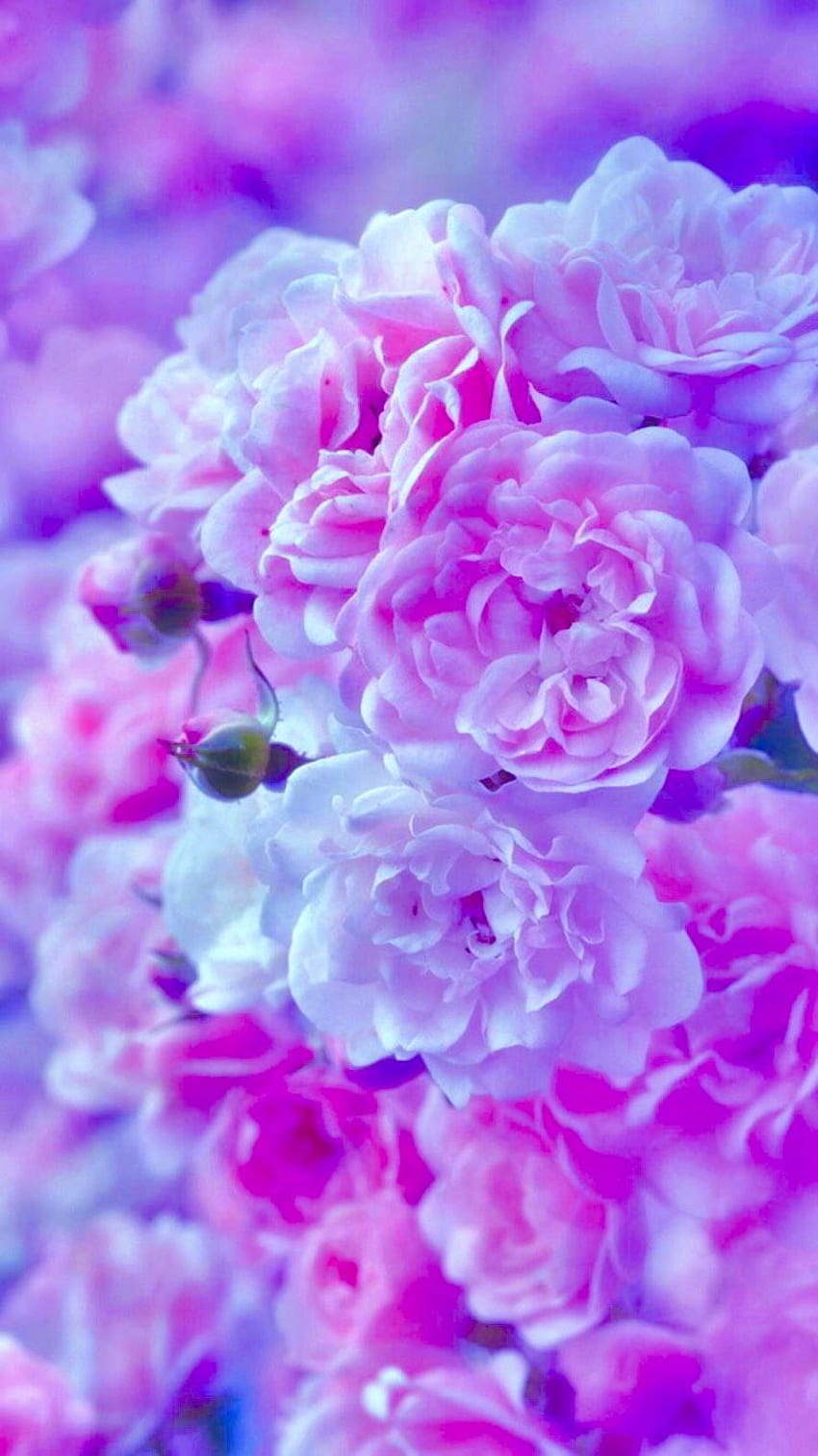 Flowers Purple, Aesthetic Purple Rose HD phone wallpaper
