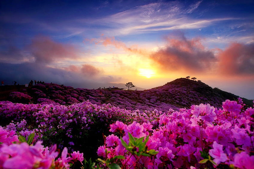 Mountains: Sun Clouds Mountain Beautiful Sky Wildflowers Azaleas, Korean Flower HD wallpaper