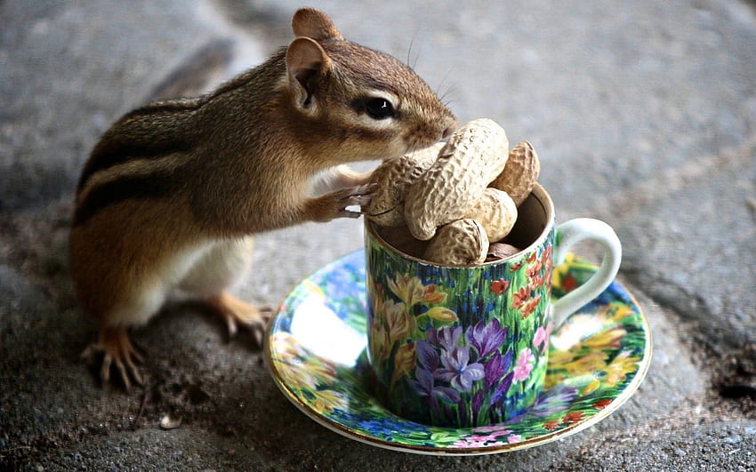Animals, Nuts, Cup, Mug, Chipmunk HD wallpaper