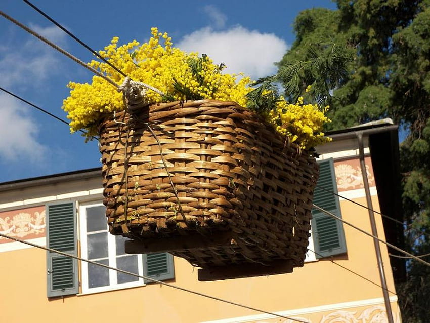 mimosa, basket, flowers, yellow HD wallpaper
