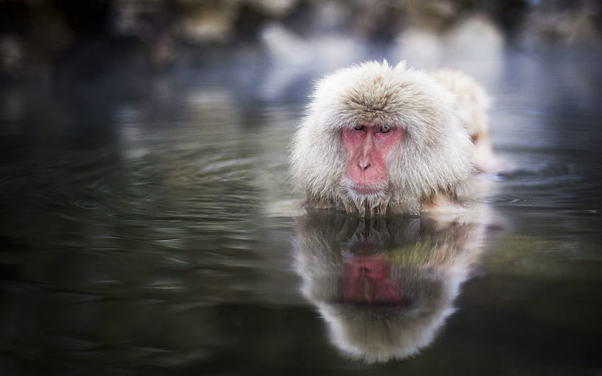 Animales, Agua, Hocico, Nadar, Nadar, Macaco Japonés fondo de pantalla