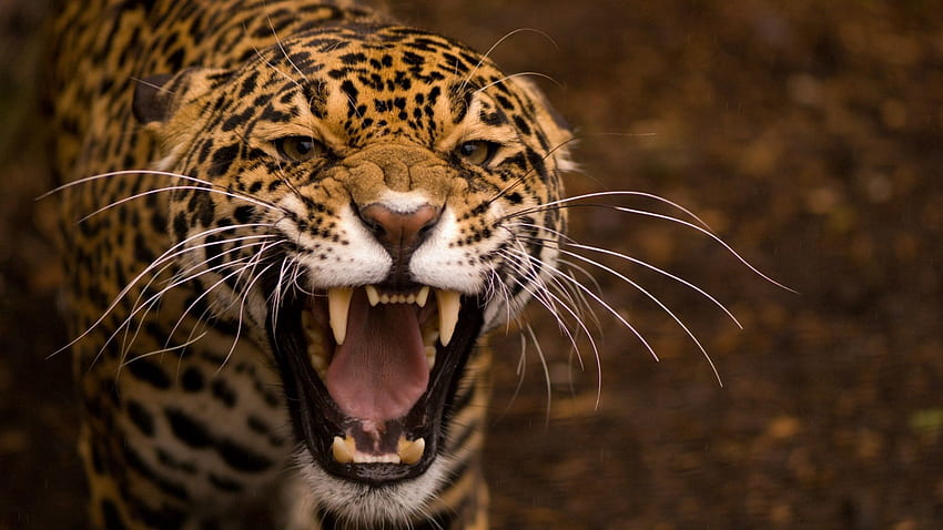 動物, ジャガー, 猫, 目, 歯 高画質の壁紙