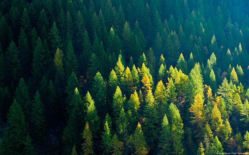 RoXx Fernandez di WINDOWS. Hutan Alpen, latar belakang alam, Grafik udara, Hutan Nordik Wallpaper HD