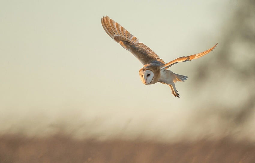 flight, owl, bird, Common barn owl for , section животные, Flying Owl HD wallpaper