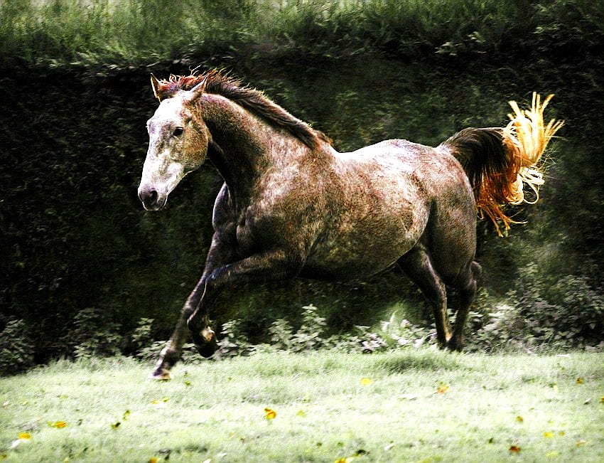 menjadi, kuda, berlari kencang, , pohon, coklat dan putih Wallpaper HD