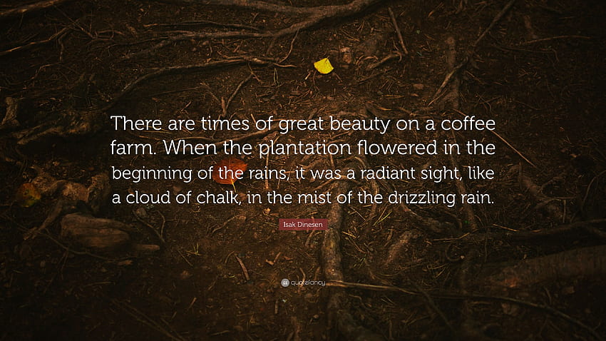 Citazione di Isak Dinesen: “Ci sono momenti di grande bellezza in una piantagione di caffè. Quando la piantagione fiorì all'inizio delle piogge, era una r. Sfondo HD