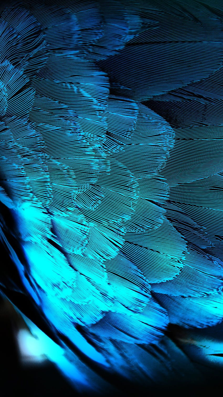 Blue Peacock Feathers iPhone 6 Plus HD phone wallpaper