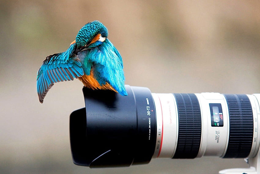птици рибар графичен фотоапарат животни канон HD тапет