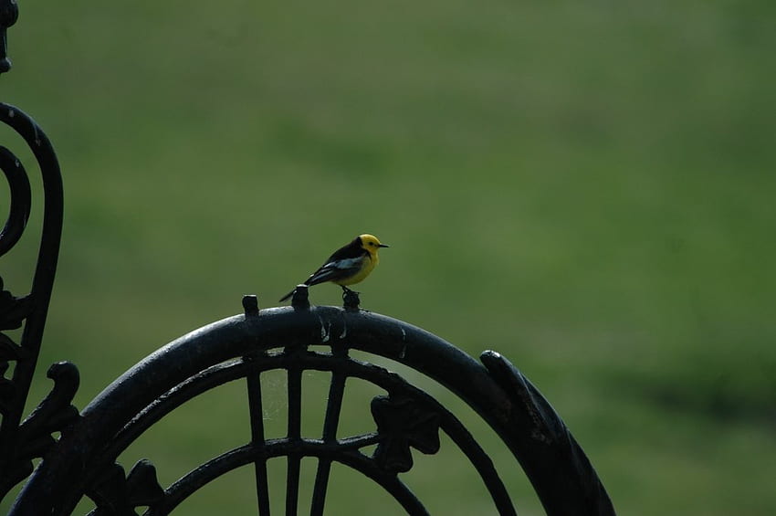 작은 새, 새, 희귀, 바퀴, 녹색, 귀여운, 자연, 아름다움 HD 월페이퍼