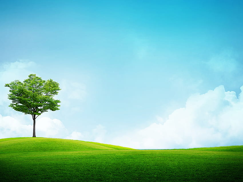 clear look, field, green, sky, good, clear HD wallpaper