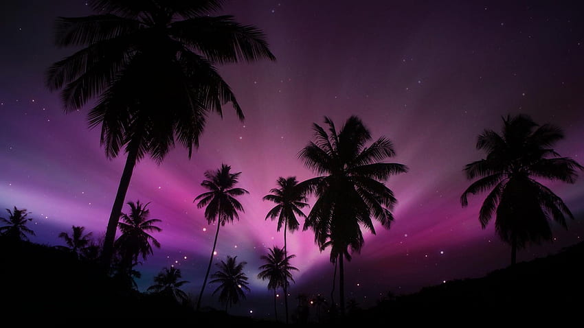 Puesta del sol púrpura tropical. ., Palmera Púrpura fondo de pantalla