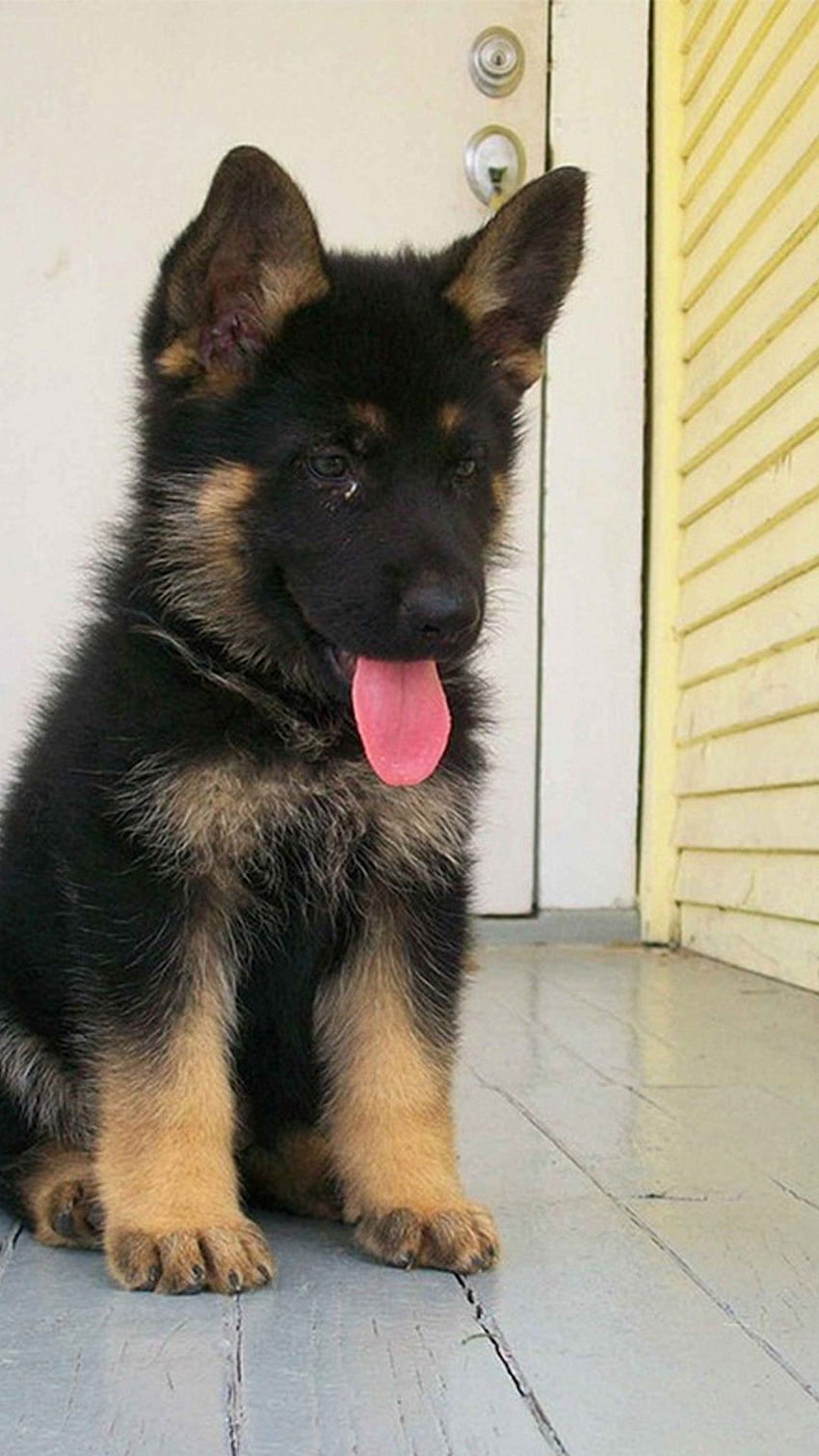 are german shepherd puppies good dogs for infants