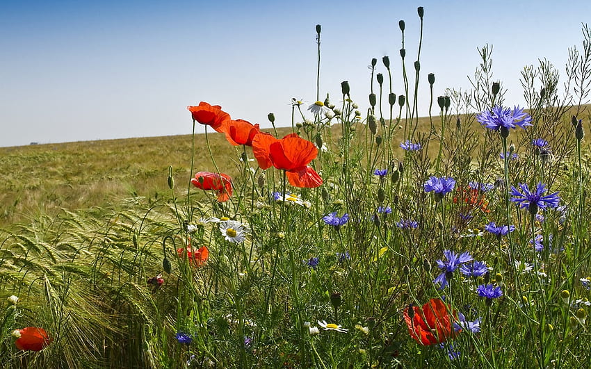 옥수수 밭, 양귀비, 수레 국화, 옥수수 밭, 폴란드의 꽃 HD 월페이퍼