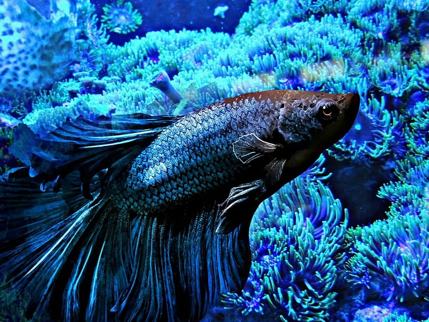 BLUE FIGHTING FISH, FISH, FIGHTING, , BLUE HD wallpaper