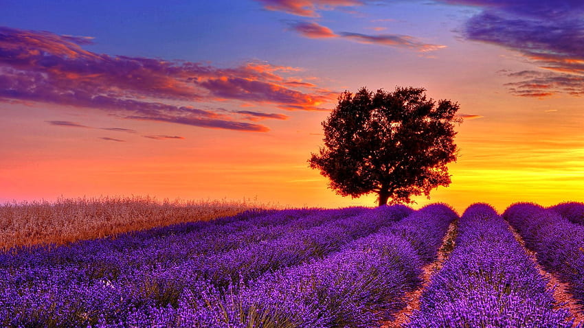bidang bunga lavender matahari terbenam resolusi tinggi, Lavender Perancis Wallpaper HD
