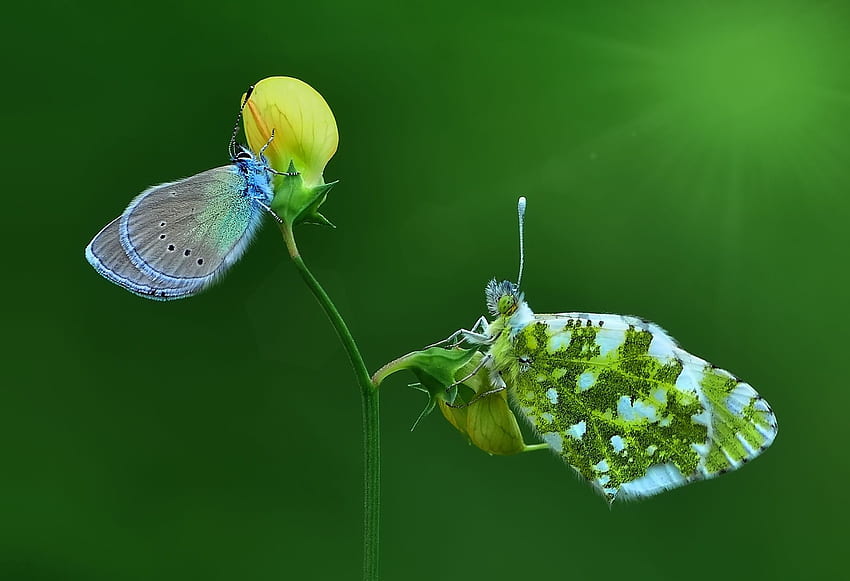 Friendship, blue, mustafa ozturk, butterfly, yellow, flower, green, fluture, insect HD wallpaper