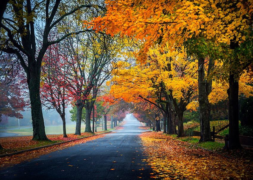 秋の道、秋、葉、秋、木々、道、美しい、紅葉 高画質の壁紙