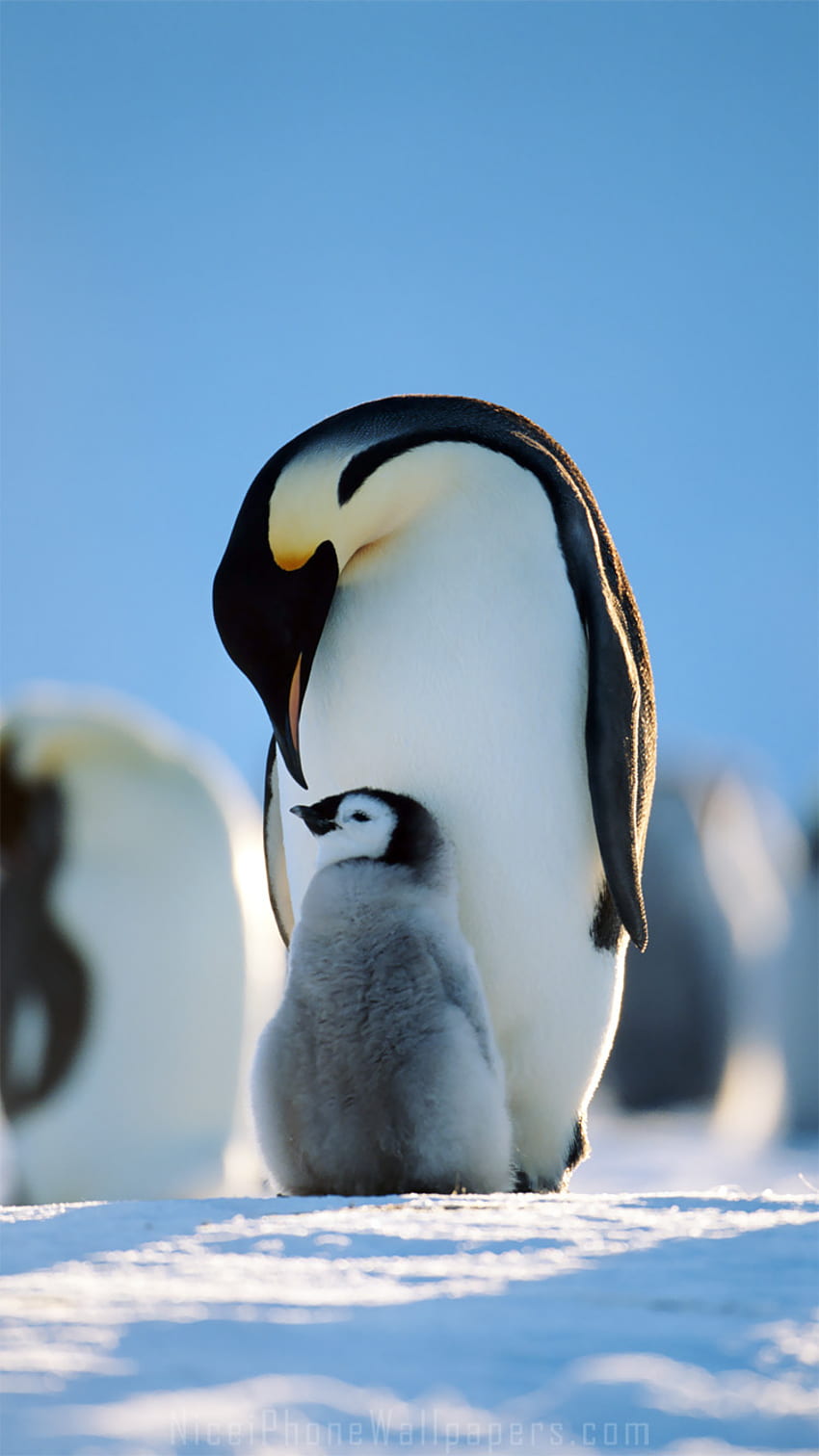 ペンギンフォン、かわいいクリスマスペンギン HD電話の壁紙