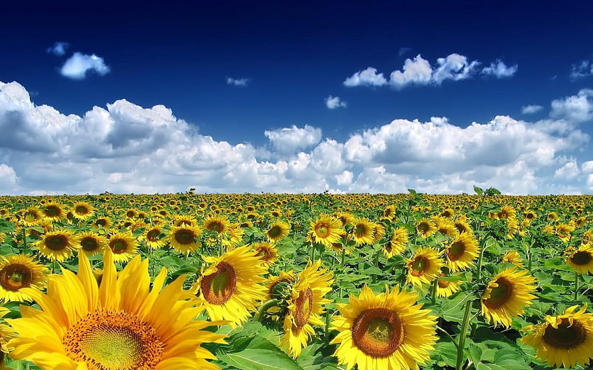 Landscape, Fields, Sunflowers HD wallpaper