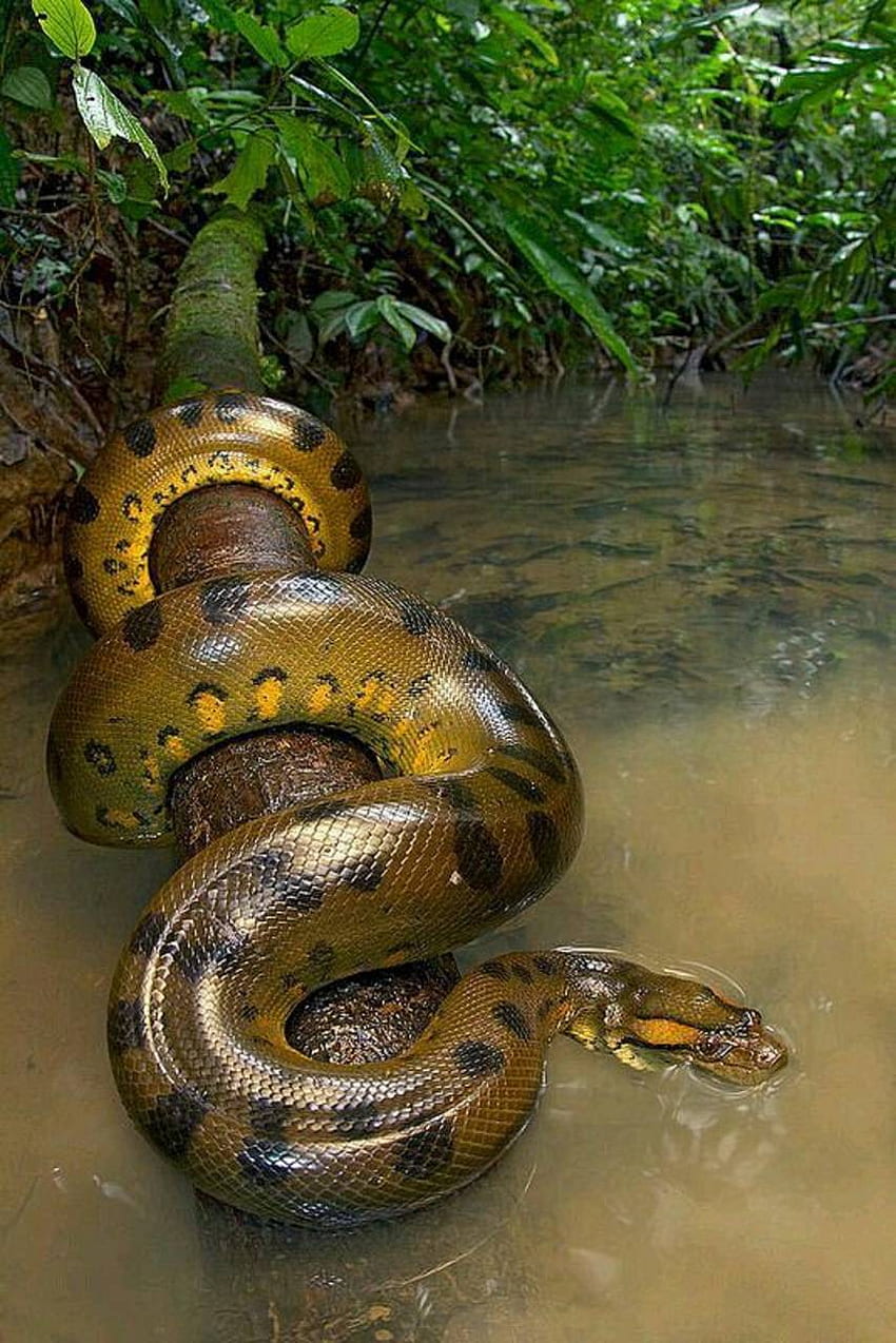 Anaconda Snake HD phone wallpaper