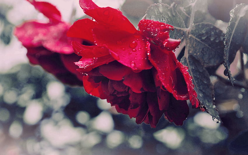 Drops, Flower, Macro, Rose Flower, Rose, Petals, Dew HD wallpaper