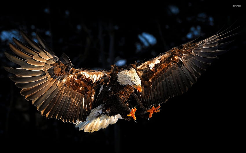 Bald eagle with wings spread - Animal HD wallpaper | Pxfuel