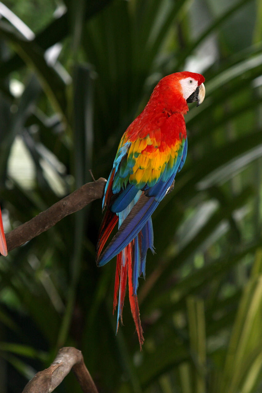Guacamaya. Macaw art, Bird , Macaw HD phone wallpaper