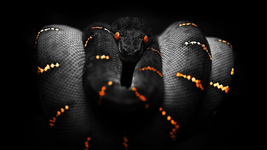 snake orange black selective coloring boa constrictor HD wallpaper