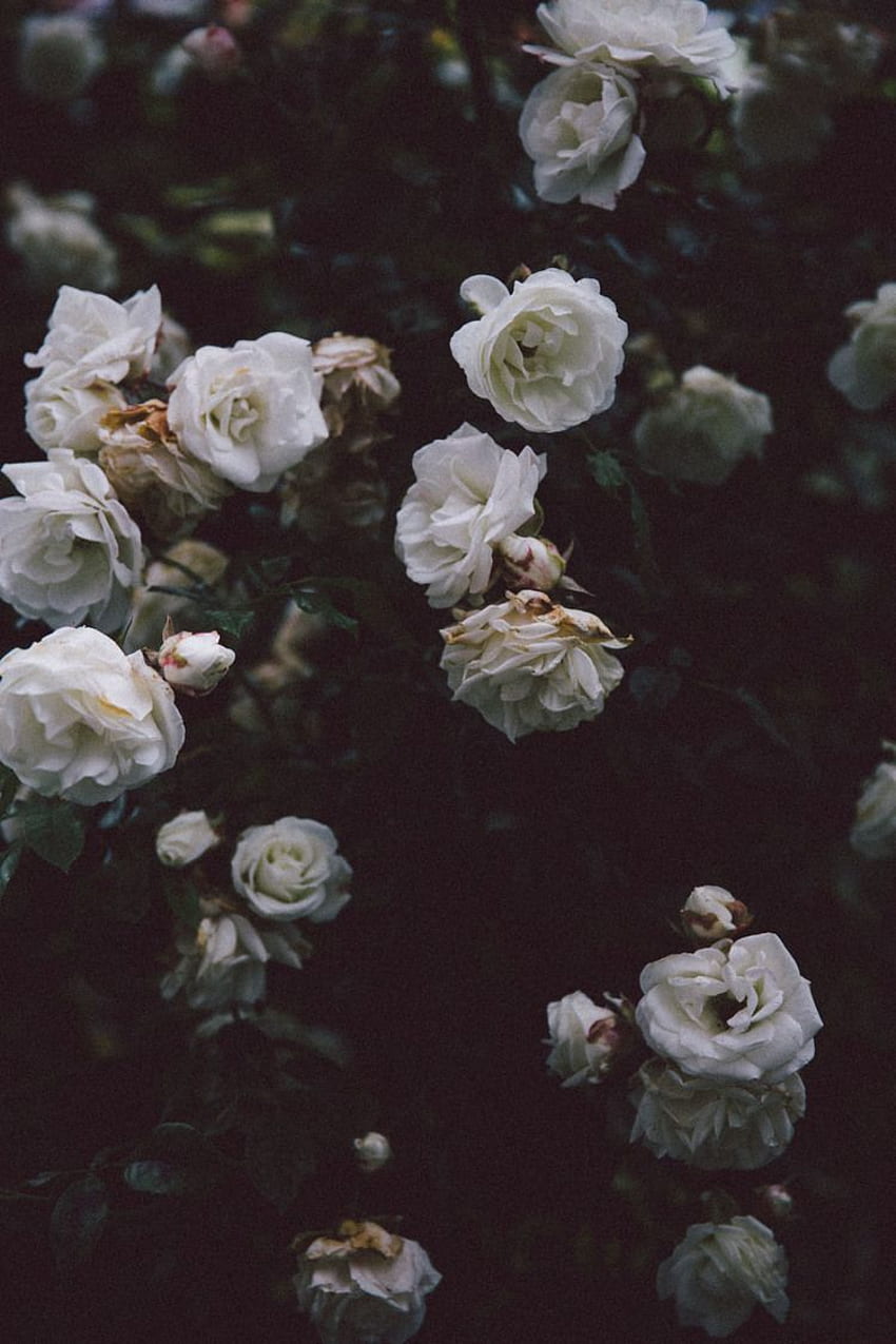 helena la piccola. Casa. Campagna e giardino. Fiori, fiori estetici floreali, in bianco e nero Sfondo del telefono HD