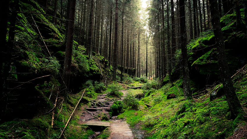 Forest Trail, landscape, trail, nature, forest HD wallpaper