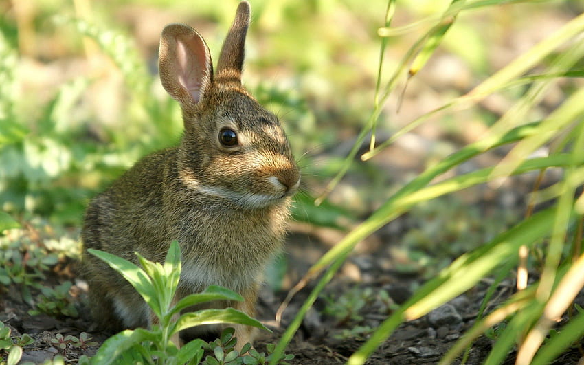 동물, 잔디, 앉다, 자, 숨기기, 토끼 HD 월페이퍼
