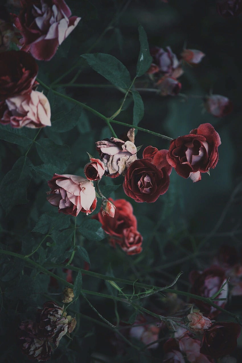 VSCO - angeshao. Witch garden, Flowers graphy, Aesthetic roses HD phone wallpaper