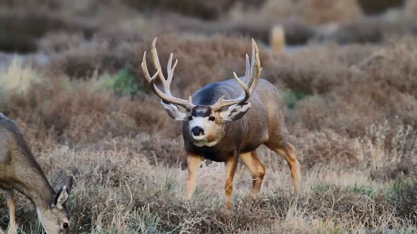 MONSTER 8X7 COLORADO MULE DEER BUCK . Big deer, Deer, Mule deer HD wallpaper