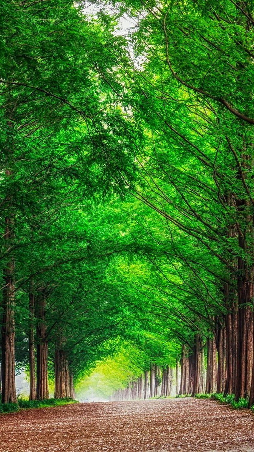 Tło Zielone Drzewa Leśne Prosta Droga, Droga 3D Tapeta na telefon HD