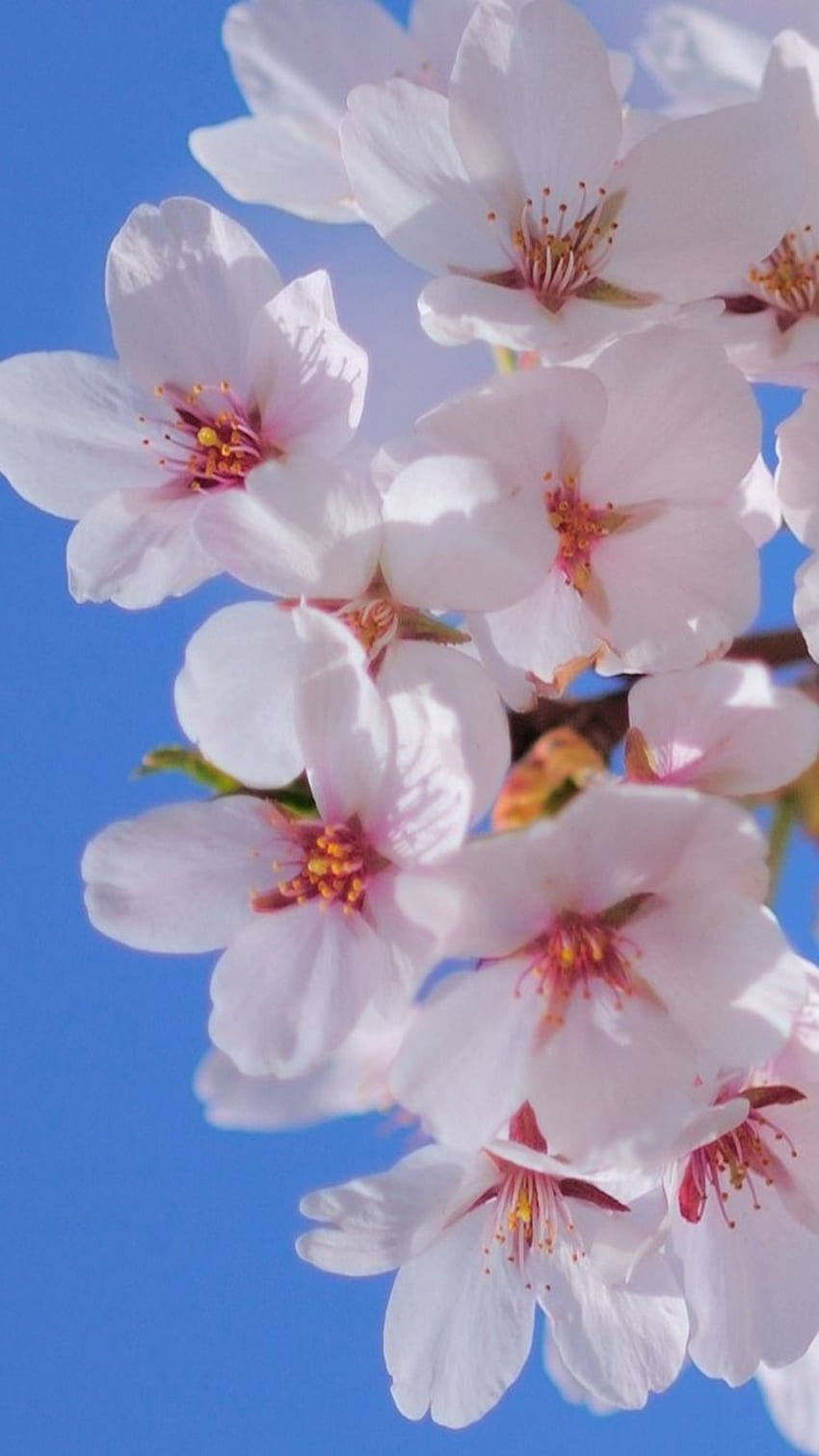 White Flowers Blossom iPhone 6 - Бели цветя HD тапет за телефон